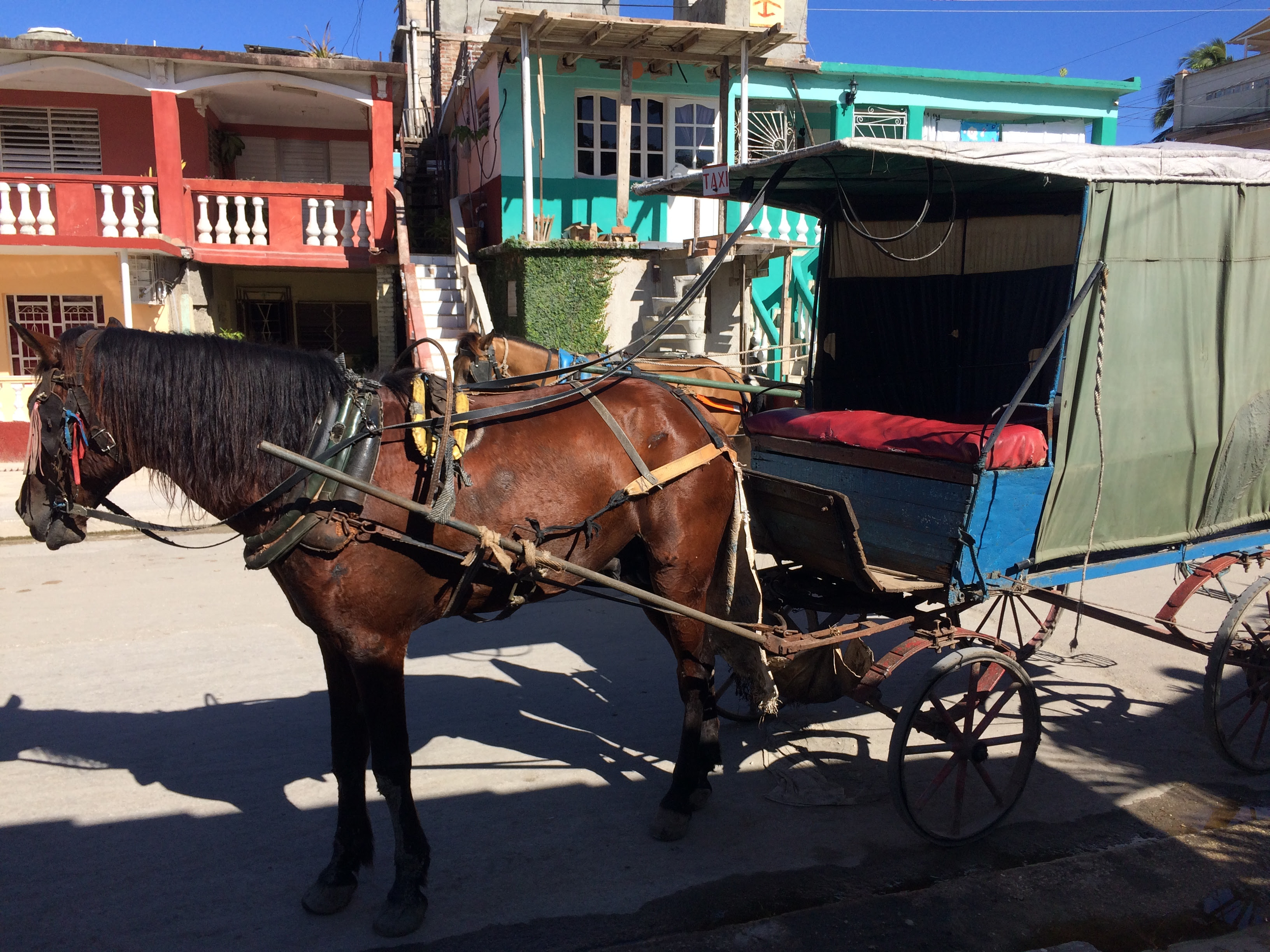 El caballo, la fuerza de trabajo más maltratada en Cuba (foto Fernando Donate Ochoa)