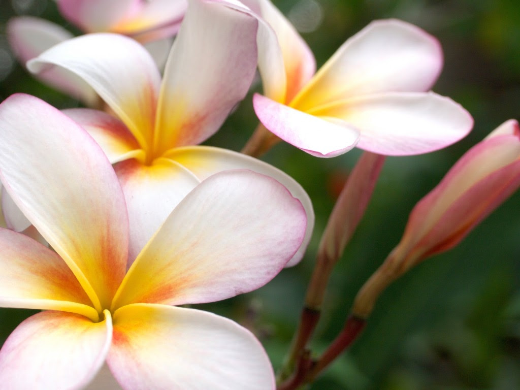 最新のhdおしゃれ ハワイ 壁紙 プルメリア 最高の花の画像