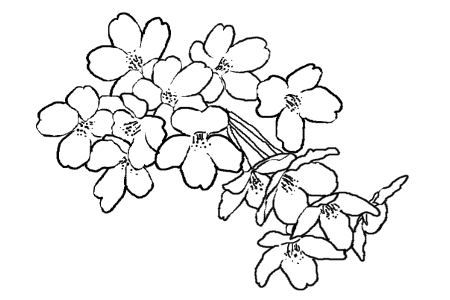 最新桜 イラスト モノクロ 美しい花の画像