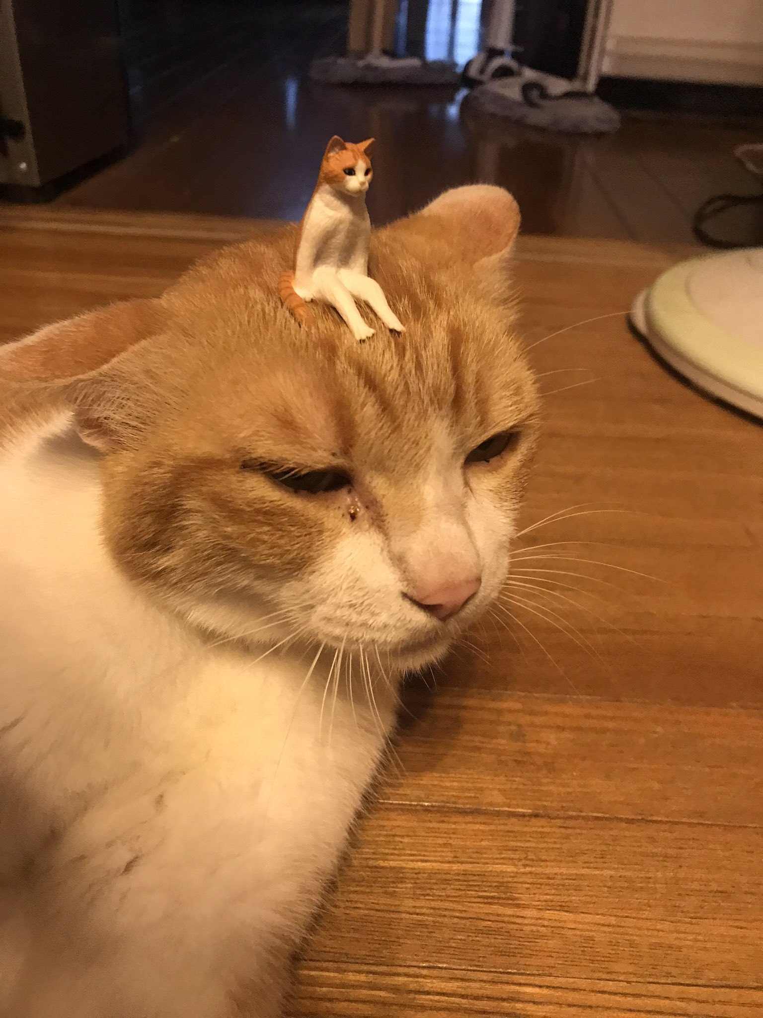 画像 写真で一言 素材 アニメ Pngfreegejpofmd