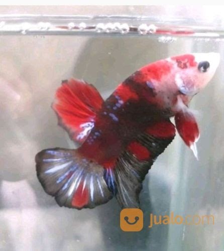 Gambar Ikan  Cupang  Koi Gambar Ikan  HD