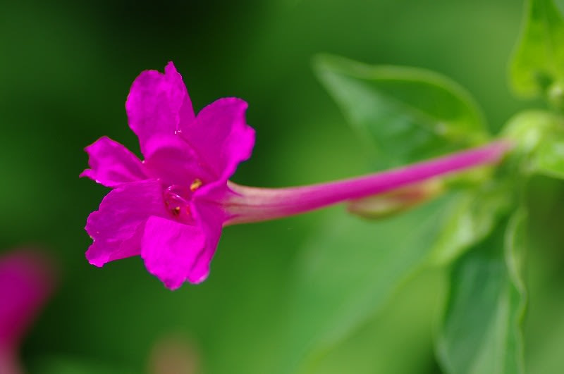 無料ダウンロード菩提樹 花 言葉 最高の花の画像