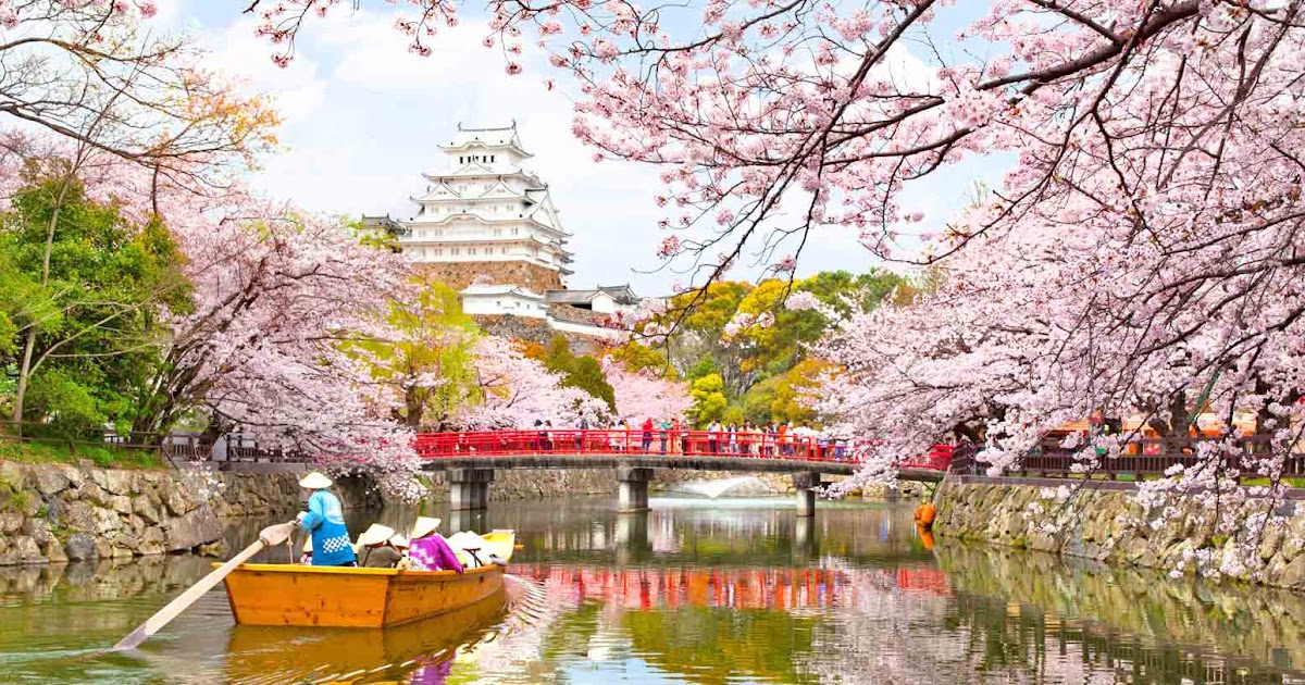  Gambar  Pemandangan Alam  Bunga Sakura  Gambar  Hitam HD