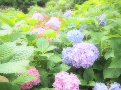[ベスト] 壁紙 紫陽花 待ち受け 効果 304688-壁紙 紫陽花 待ち受け 効果