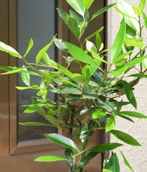 すべての美しい花の画像 最新月桂樹 育て 方 鉢植え