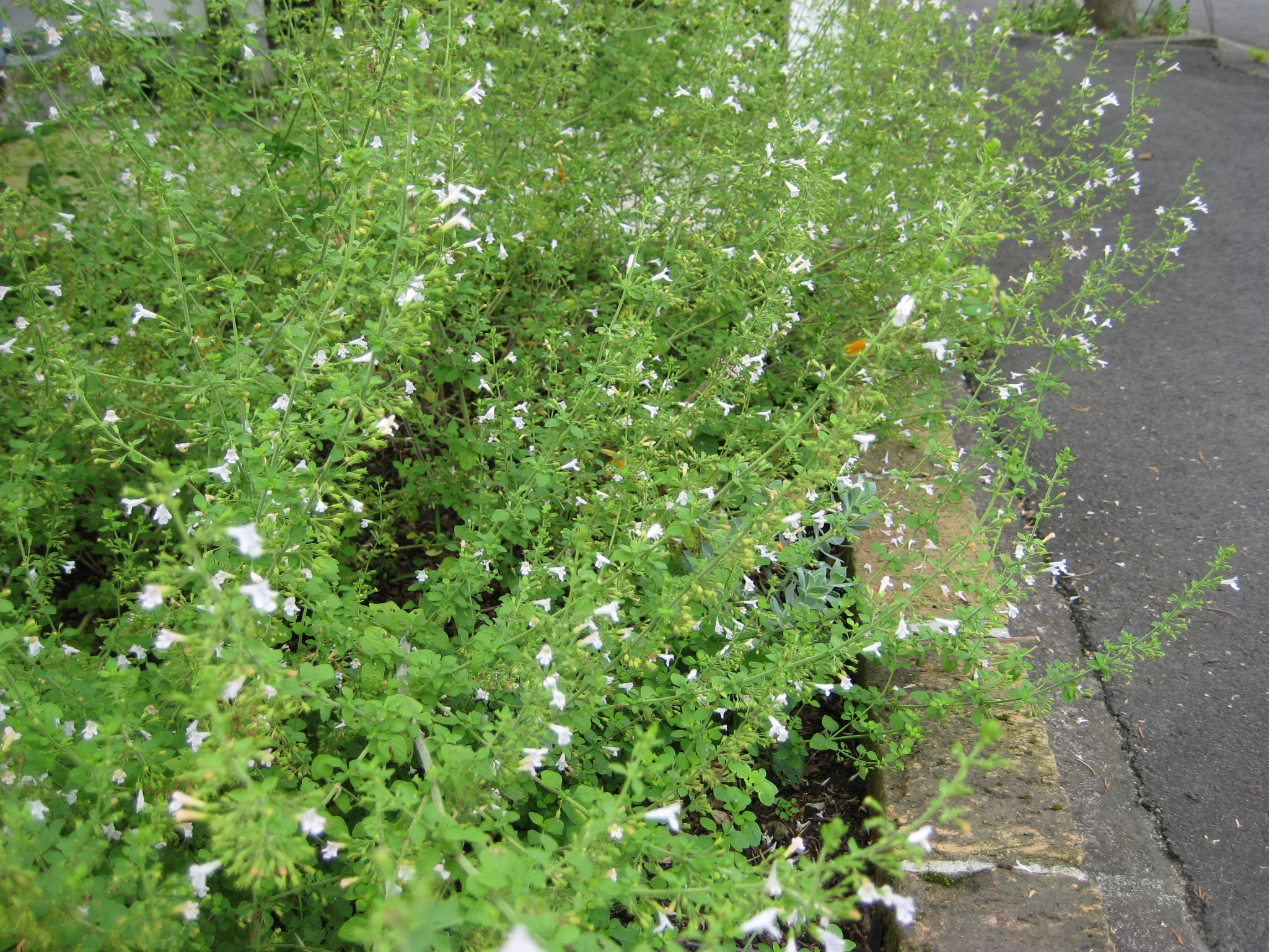 美しい花の画像 無料印刷可能雑草 白い 花