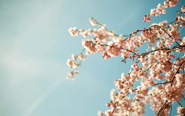すべての美しい花の画像 驚くばかり桜 おしゃれ 壁紙