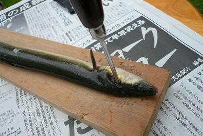 最新のhdうなぎ 捌き方 目打ちなし 魚のすべて