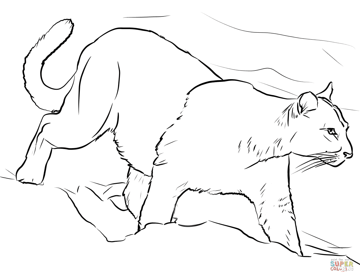 Mountain lion coloring pages for kids online. Walking Mountain Lion Coloring Page Free Printable Coloring Pages