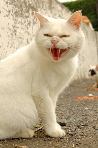 Japan Image 猫 しゃー