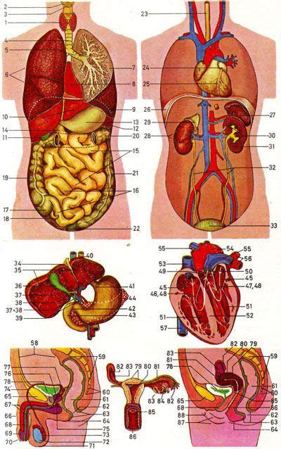 Back View Of Human Organs - Mocksure