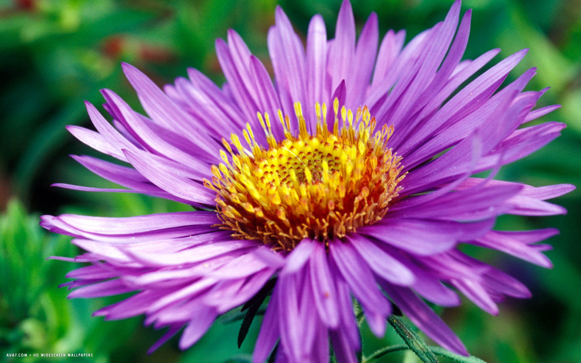Wallpaper Bunga Aster Hd WallpaperShit Wallpaper Bunga Aster Hd WallpaperShit