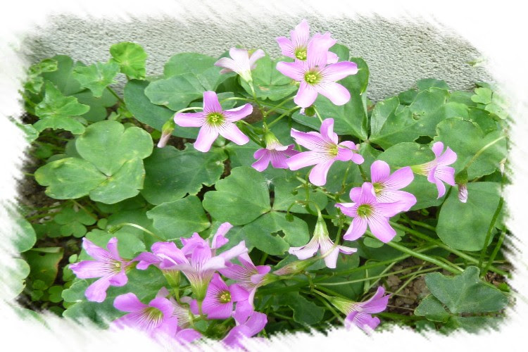 トップ 100 ピンク クローバー 花 最高のネイル画像