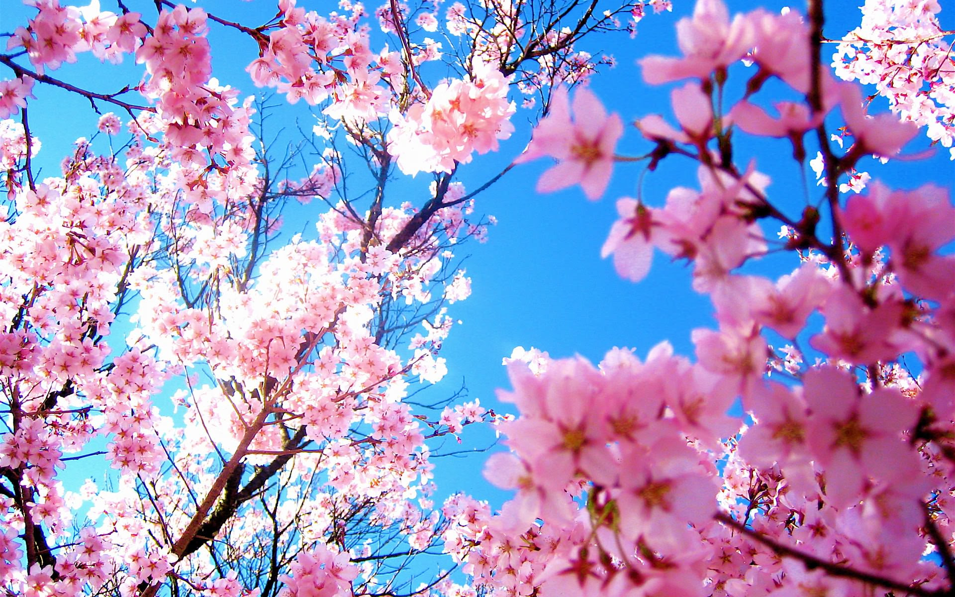 元の花 Pc 壁紙 春 最高の花の画像