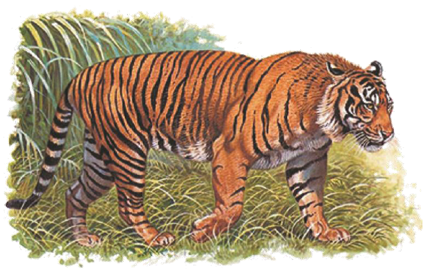 78 Gambar Warna Harimau Paling Hist Gambar Pixabay