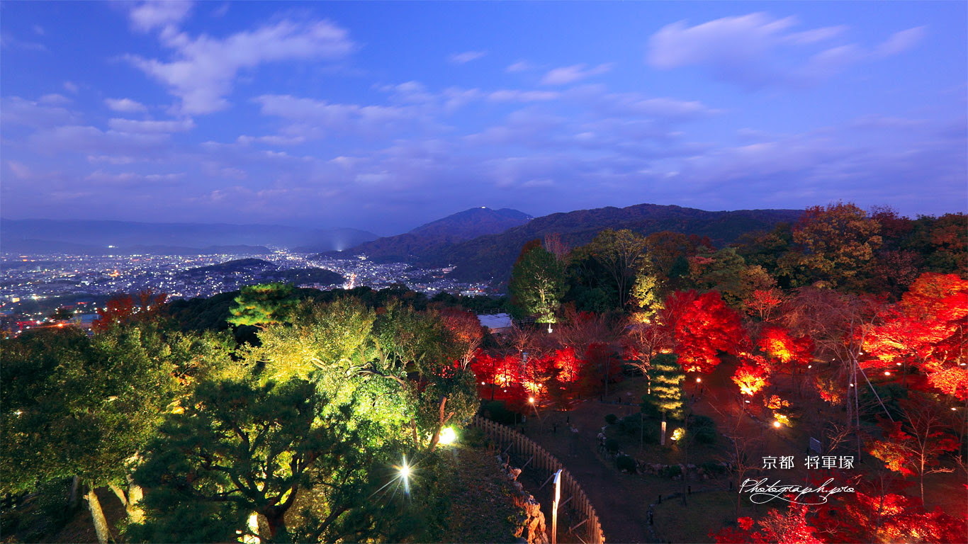 これまでで最高の4k 壁紙 夜景 花の画像