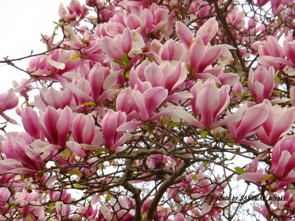 美しい花の画像 綺麗な花 シモクレン