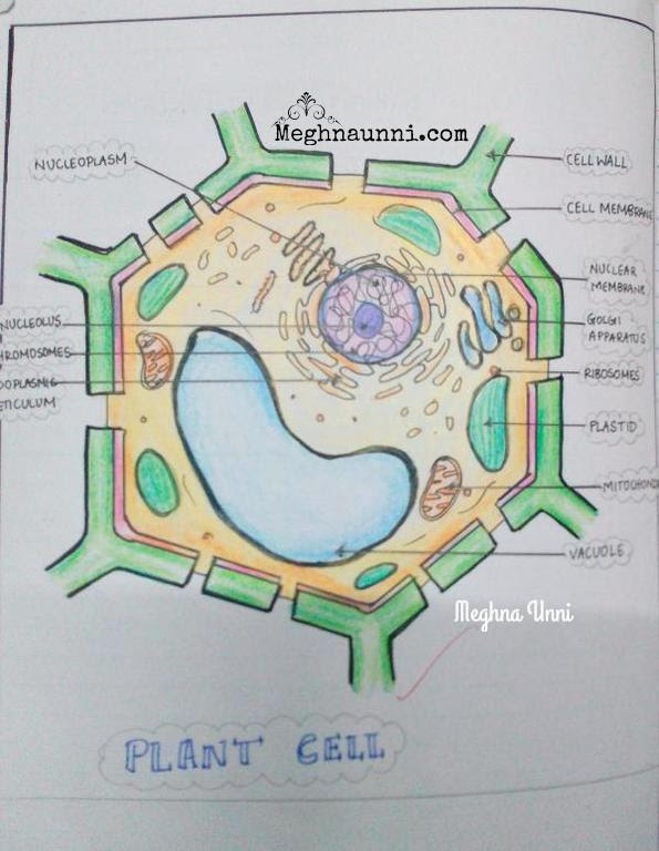 Blank animal cell diagram worksheet. Std 8 Biology Diagrams Plant Animal Cell Nerve Cell Meghnaunni Com