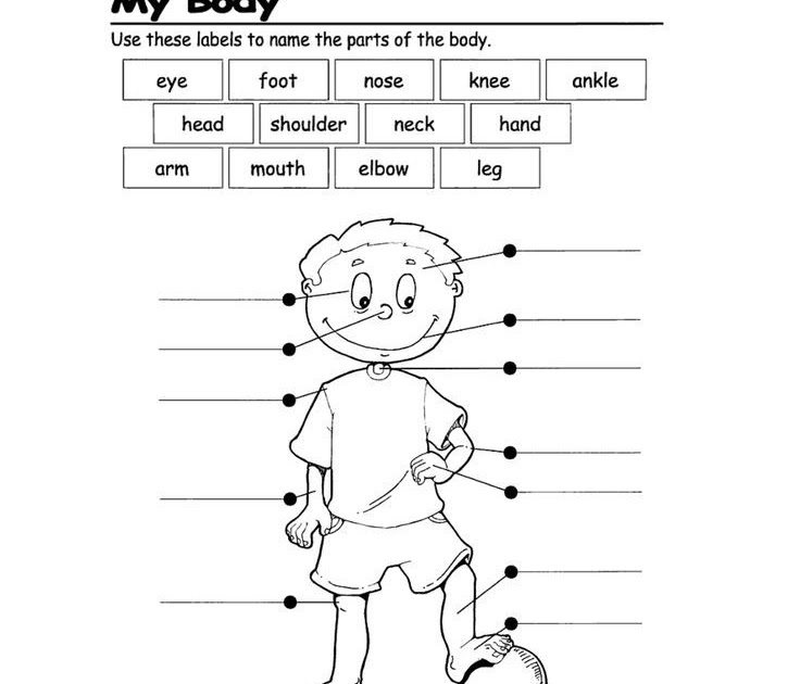 body parts worksheet for grade 1 pdf body parts interactive