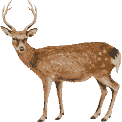 これまでで最高の鹿 イラスト リアル 最高の動物画像