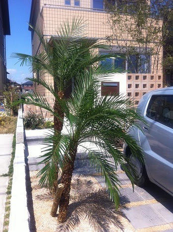 フェニックス ロベレニー 地植え フェニックス ロベレニー 地植え