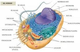 Gambar Organel  Sel  Tumbuhan  Dan  Hewan  Beserta  Fungsinya  