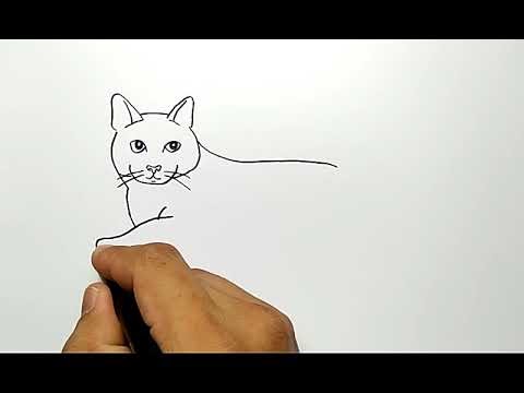 Kumpulan contoh gambar Contoh Gambar Kucing  Gampang 