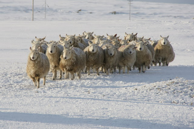 File:Shetland sheep, Baltasound - geograph.org.uk - 1691715.jpg