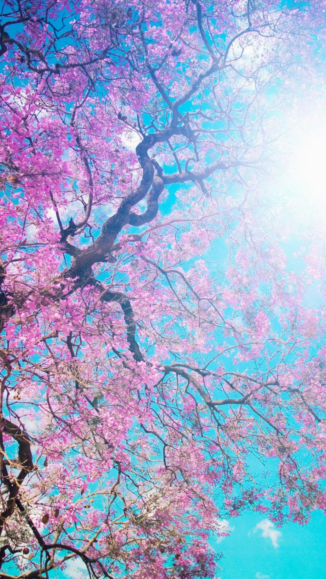 Menakjubkan 24+ Wallpaper Bunga Sakura Full Hd - Rona ...