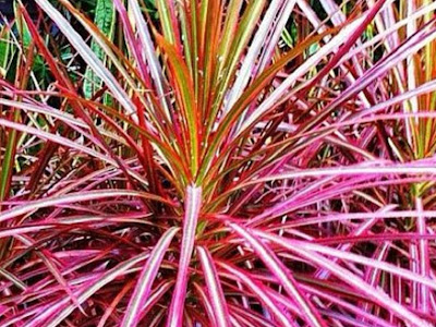 [最も共有された！ √] 観葉 植物 赤い 葉っぱ 238422