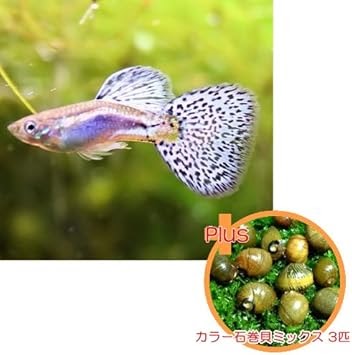 完了しました 沖縄 グッピー 採集 沖縄 グッピー 採集