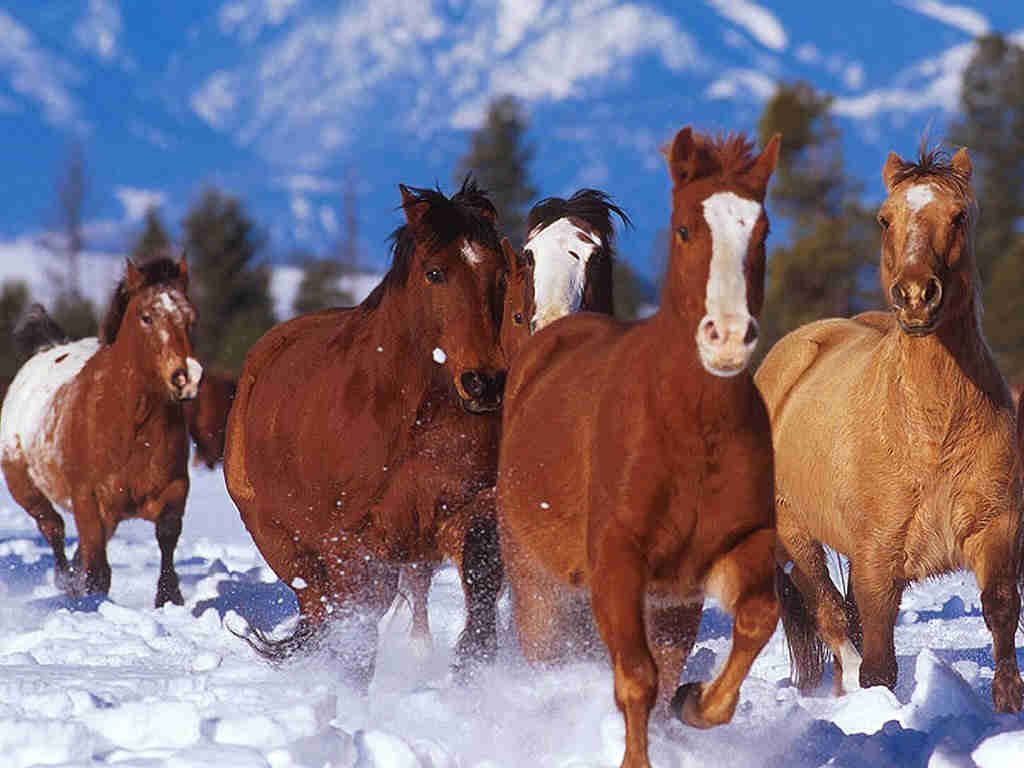 16 super dessins pat patrouille à imprimer & à colorier. Chevaux
