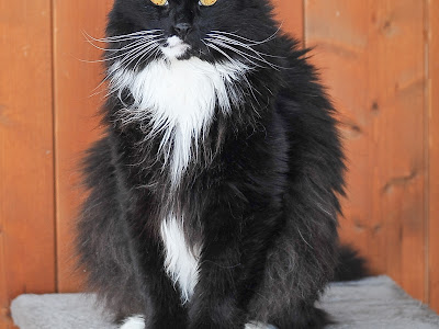 [Achevée! ] race de chat noir et blanc poil long 912331-Race de chat noir et blanc poil long