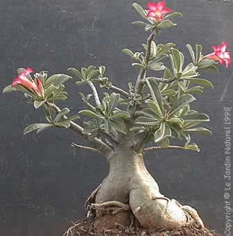 Maybe you would like to learn more about one of these? Fleurs Tropicales Exotiques Plantes Et Graines Vente Par Correspondance