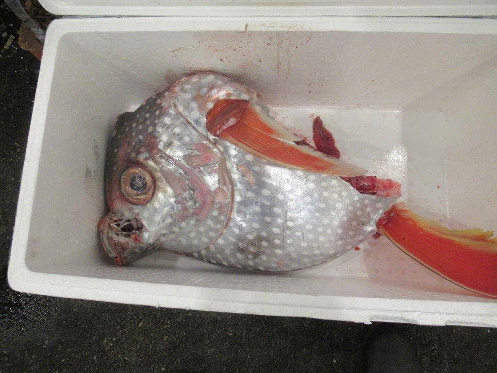 無料でダウンロード まんだい 魚 2787 万代 魚崎
