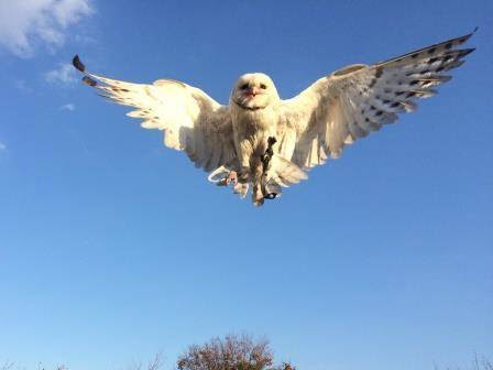 動物画像のすべて トップ100梟 画像 かっこいい