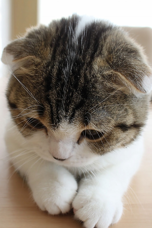 これまでで最高の待ち受け 猫 可愛い 壁紙 Iphone 最高の動物画像