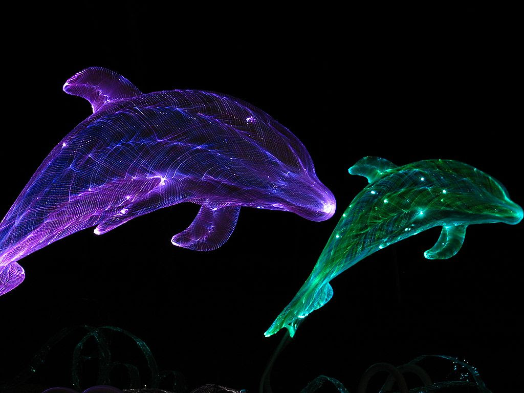 綺麗なイルカ 壁紙 無料 最高の花の画像
