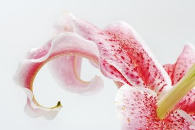 See full list on lilyflowerstore.com Symbolic Meaning Of Stargazer Lilies