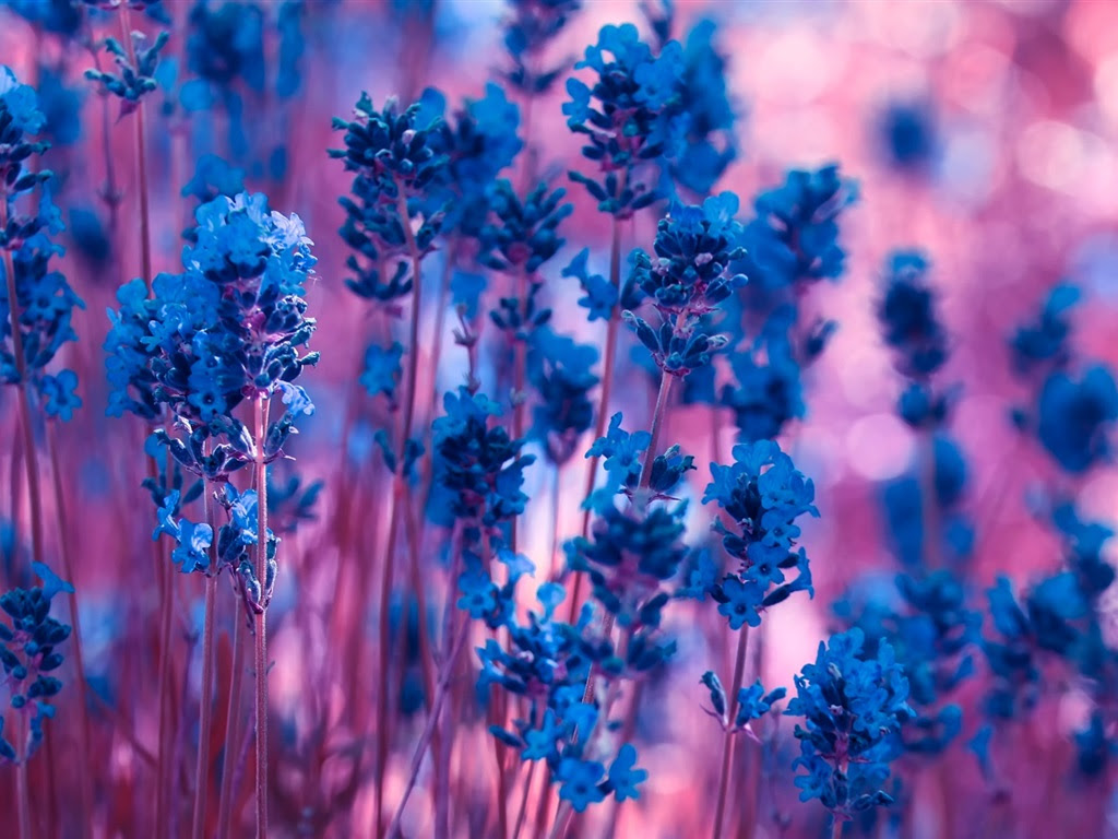 50 素晴らしいお花 Pc 壁紙 花 最高の壁紙コレクション