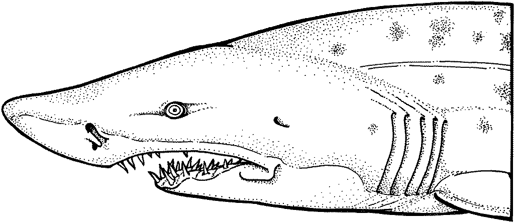 ccbcevents hammer shark coloring pages