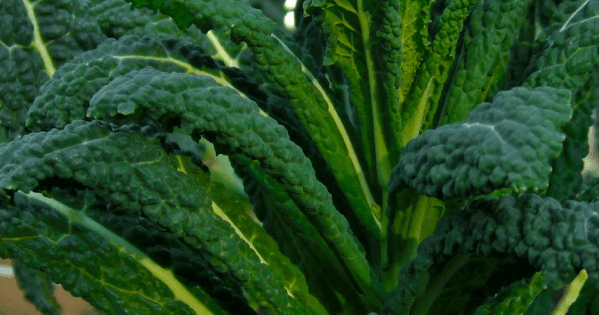 Kale is usually grown as as an annual plant, harvested after one growing season and can reach a height of 1 m (3.3 ft). How To Grow Kale Or Collards In The Pacific Northwest Northwest Edible Life