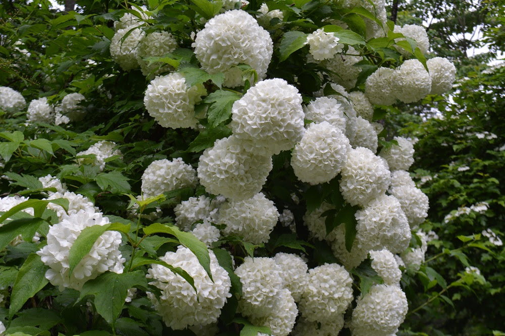 ラブリー白い 丸い 花 最高の花の画像