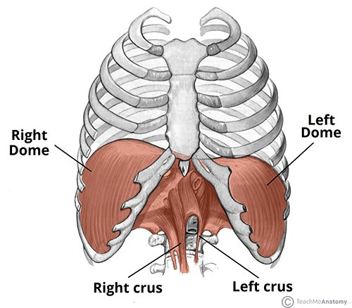 It may be due rib fracture , i have this experience , i had accident in 2006 and there is refer pain under the ribs extending to stomach and how can i treat my back pain (both back rib cage and backbone area)? Inhale And Exhale Your Pain Away The Diaphragm Muscle And How It Relates To Back Pain Diversified Integrated Sports Clinicdiversified Integrated Sports Clinic