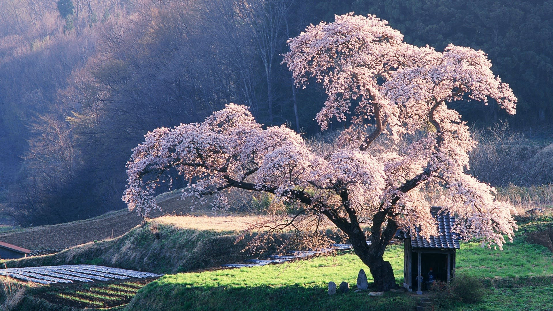 これまでで最高の壁紙 Pc 春 すべての美しい花の画像