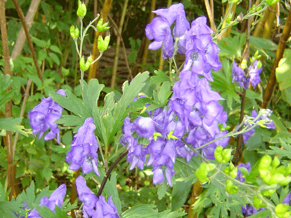 すべての美しい花の画像 心に強く訴えるトリカブト 花