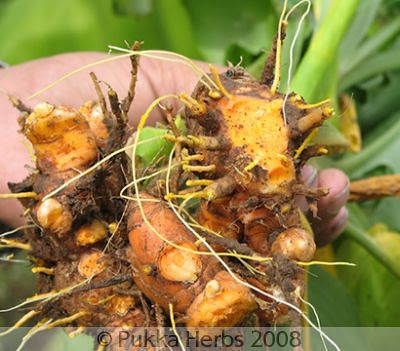 Khazanahalamkita: halia perubatan tradisional