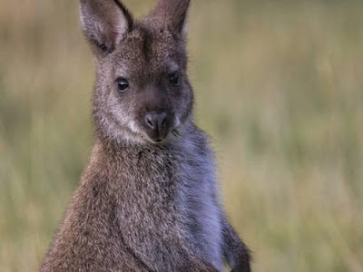 √100以上 オーストラリア 可愛い 動物 140272-オーストラリア 可愛い 動物