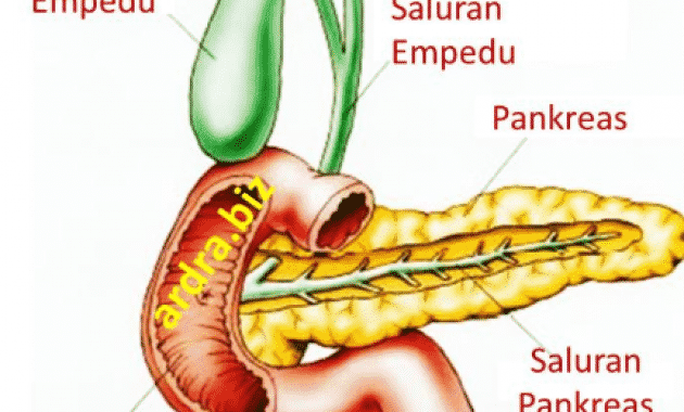 Struktur Usus Halus Dan Bagian Bagiannya - Berbagai Struktur