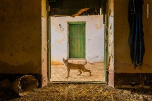 A young Iberian lynx in a doorway